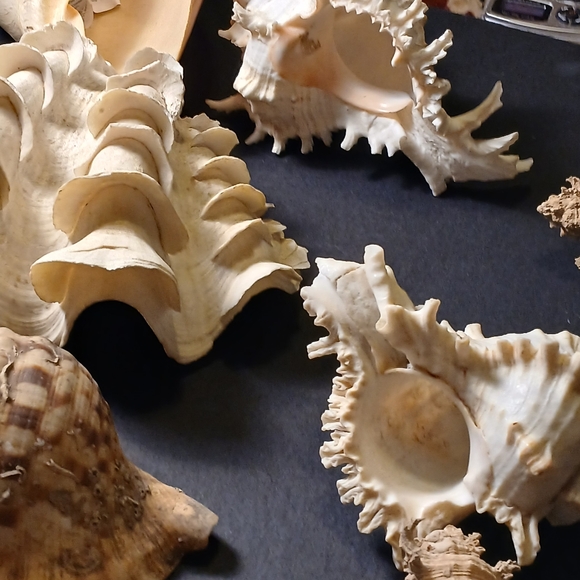 Iridescent Abalone Shell - Picture 8 of 15